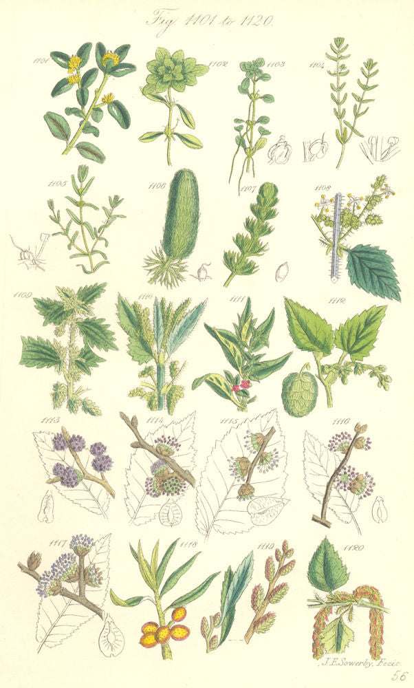 WILD FLOWERS.Box Starwort Nettle Pellitory Hop Elm Thorn Gale Birch.SOWERBY 1890